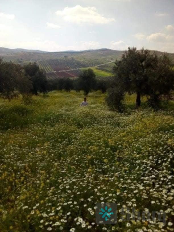 يت للبيع في الاردن المفرق الضاحيه