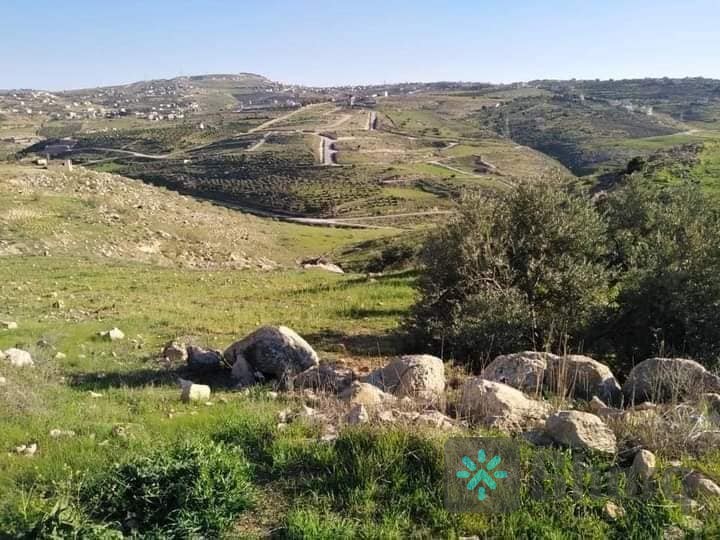 مزروعة شجر زيتون