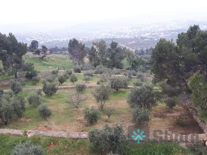 مزرعه للبيع في جرش بالقرب من فندق غصن الزيتون