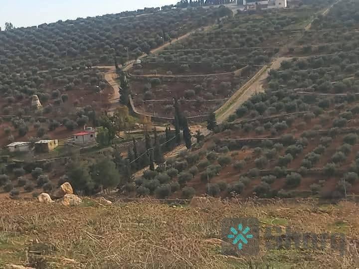 مزرعة ٣دونم ونصف في نادره شرق جرش ١٠كيلو