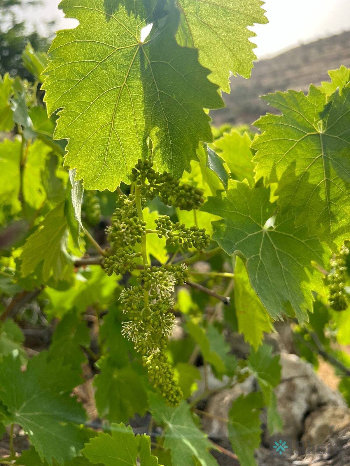 مزرعه للبيع في جرش من اراضي سوف